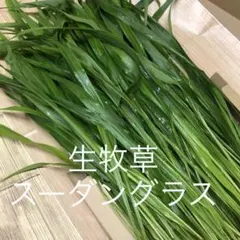 生牧草スーダングラスのサムネイル