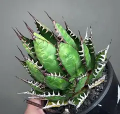 C382アガベ チタノタ 観葉植物アガベ　チタノタ　ホリダー
