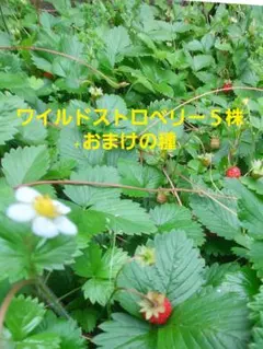 ワイルドストロベリー5株+おまけの種のサムネイル