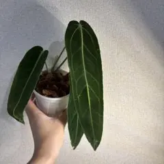 ち*た様 アンスリウム　ワロクアーナムのサムネイル