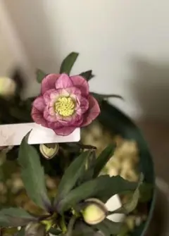 2026年最新】大木ナーセリーの人気アイテム - メルカリ