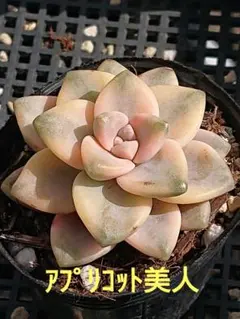 桃栗子様 リクエスト 2点 まとめ商品