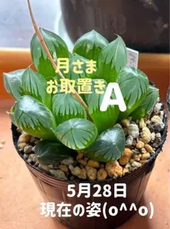 紫オブツーサＡ　６センチポット　 抜き苗　5月28日 やっぱり？少し形崩れ　室内のサムネイル