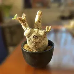 グラキリス　現地球　ブラックフライデー価格 _21 グラキリス 現地球 ブラックフライデー価格 _21｜Yahoo!フリマ（旧