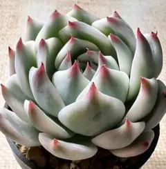 も*こ様 n23 新入荷　チワワエンシス錦　エケベリア　多肉植物　撮影3月27日