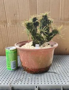 トムさま専用【セール】オペルクリカリア パキプス 枝挿し 3年