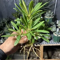 2025年最新】ドルステニア ギガスの人気アイテム - メルカリ