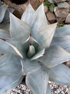 アガベ　美株　ドラゴントゥース錦　ドラド fit=scale-down,w=1200