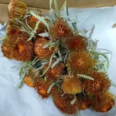 DRフォルモーサ・20本【第四種郵便】