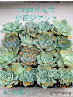 me苗・オーズさん・TYさん・ゆーちゃん苗セット！札付き・メルカリ便発送 多肉植物 O,s PLANTS♡小苗セット(速達付) - メルカリ