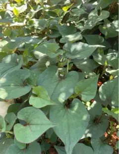 【農薬不使用】生ドクダミ葉（薬草チンキ・スキンケア用）群馬県産のサムネイル