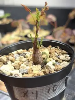 2025年最新】センナメリディオナリスの人気アイテム - メルカリ