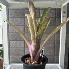 Heliamphora cv. 'BCP Flamingo' - メルカリ