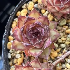 多肉植物 センペルビウム アグロー No.30【白】 - メルカリ