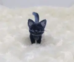モールアート猫
