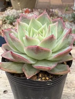 多肉植物 エケベリア 花月夜xチワワエンシス 抜き苗 - メルカリ