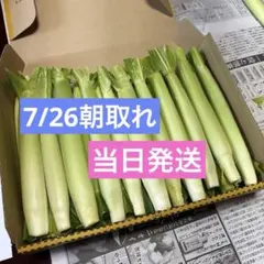 新鮮 ヤングコーン　朝取れ　当日発送のサムネイル