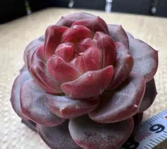 な*つ様 No.e204新入荷　紅熊獅　エケベリア　多肉植物　撮影12月5日