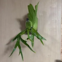 2026年最新】コロナリウムの人気アイテム - メルカリ