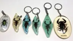 2026年最新】昆虫標本キーホルダーの人気アイテム - メルカリ
