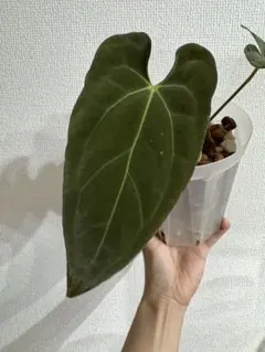 洋蘭 洋ラン 原種 シンビジューム Cym. eburneum 開花サイズ大株 洋蘭 洋ラン 原種 シンビジューム Cym. eburneum 開花大株②ラスト