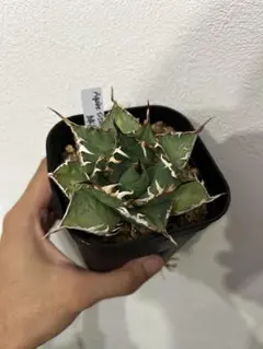 2026年最新】緑犀牛の人気アイテム - メルカリ