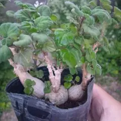 2026年最新】観葉植物 塊根植物・コーデックスの人気アイテム - メルカリ