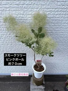 花芽つき 約70cm スモークツリー　ピンクボール　鉢ごと匿名発送　ふわふわ蕾 花芽つき 約70cm スモークツリー ピンクボール 鉢ごと匿名発送