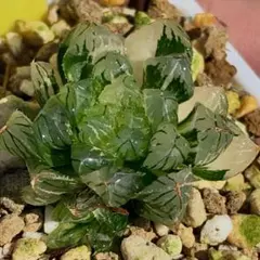 実生オブツーサ錦　超美株　ハオルチア　観葉植物　32