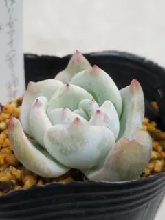 2026年最新】サボテン相談室の人気アイテム - メルカリ