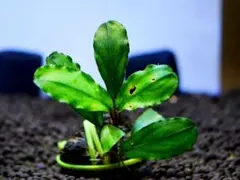 ブセファランドラ『ティア・レッド』【完全水中葉＆無農薬栽培】溶岩石活着株