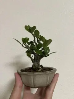 クチナシ盆栽 観葉植物 鉢植えのサムネイル