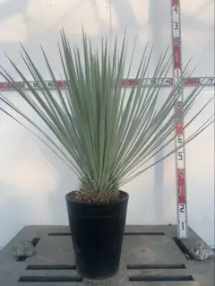 2025年最新】ユッカ ロストラータの人気アイテム - メルカリ