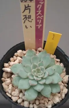 おらいさん苗3点セット　札付きポットごとメルカリ便　バラ売り不可 おらいさん苗3点セット札付きポットごとメルカリ便バラ売り不可