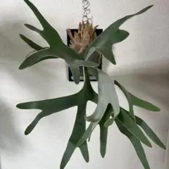 P.willinckii bili bili thunder spore - メルカリ