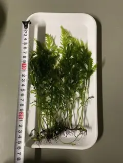 かずかず様 リクエスト 2点 まとめ商品