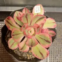 60#多肉植物アエオニウム錦❤️グリ一ンファイア一錦❤️碧火❤3頭11cm