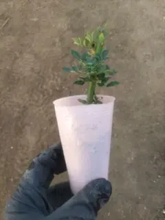 2026年最新】台木 バラの人気アイテム - メルカリ