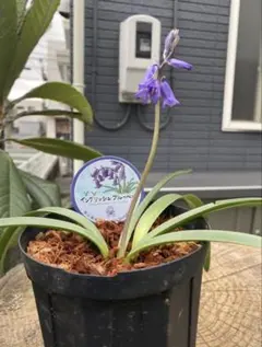 NICO様専用ページイングリッシュブルーベル