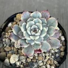 ひかりママ様 リクエスト 2点 まとめ商品