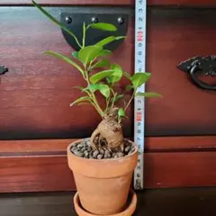 hlto8801297様 リクエスト 5点 まとめ商品