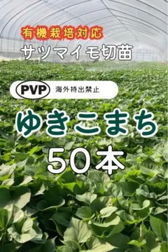 2026年最新】さつまいも苗 50本の人気アイテム - メルカリ