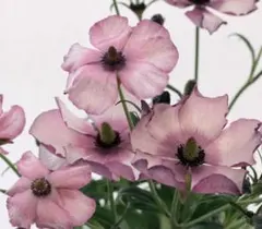 2025年最新】ラナンキュラスラックス球根の人気アイテム - メルカリ