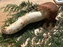 2025年最新】長野松茸の人気アイテム - メルカリ