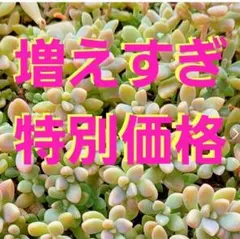 たま様 リクエスト 4点 まとめ商品