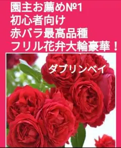※出品一覧もご参照【ダブリンベイ】薔薇苗(バラ苗挿し木用　挿し穂(さし穂)のサムネイル