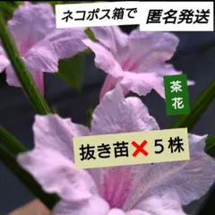 桃花イセハナビ ヤナギバルイラソウ抜き苗❌５株 ♧茶花♧ ネコポス箱で匿名発送のサムネイル
