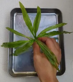 2025年最新】エキノドルス ホレマニーの人気アイテム - メルカリ