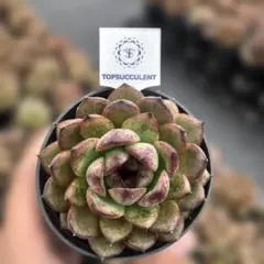 Top【選抜株】多肉植物 362439ブラッドロメオ 40個 鉢無し/脱土 - メルカリ