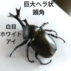 ヘラクレスオオカブト 夏休み 自由研究 標本 カブトムシ 昆虫 - メルカリ